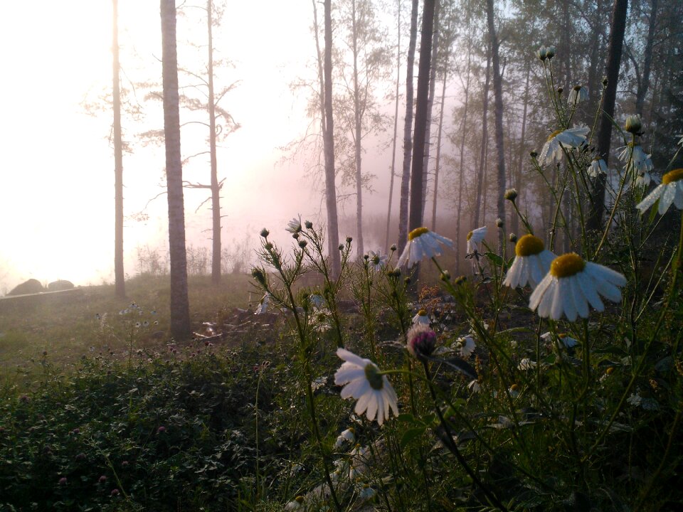 Fog sunrise nature