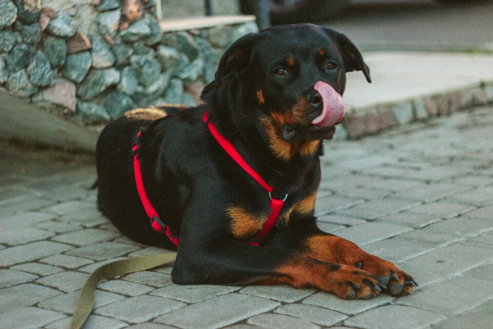 Pet outside sidewalk