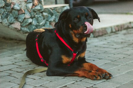 Pet outside sidewalk