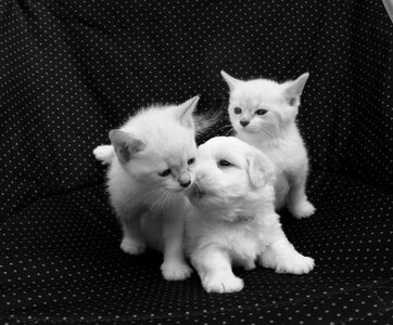 Photo black white complicity tenderness