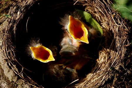 Birds bird's nest nature photo