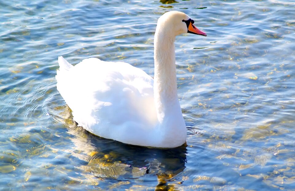 Lake nature mute swan