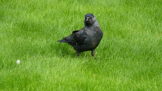 Raven bird animal black