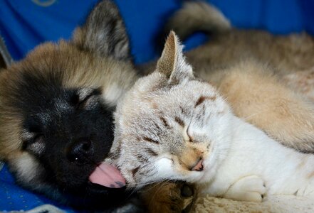 Kisses kiss complicity