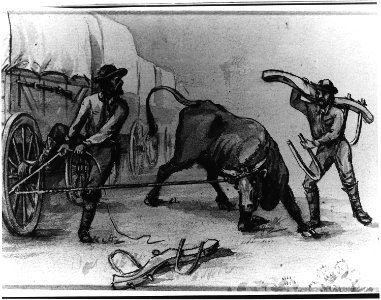 W.H. Jackson sketch, Yoking a Wild Bull - NARA - 286057