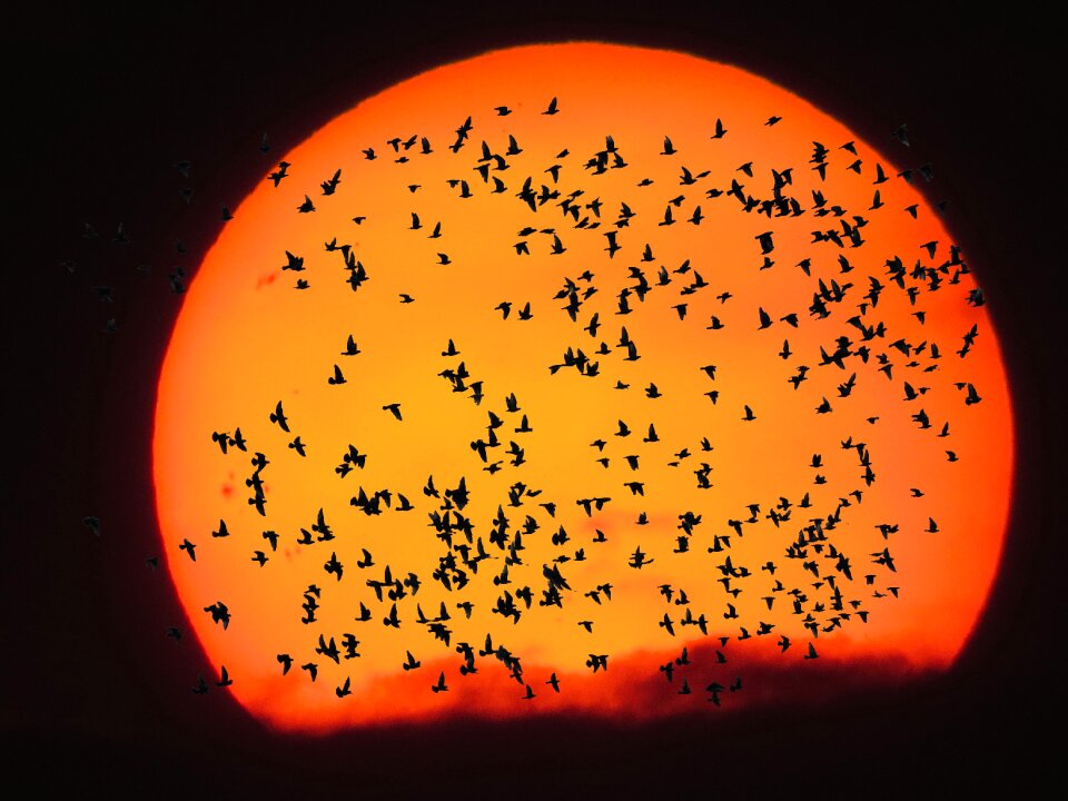 Bird migratory bird bird flight
