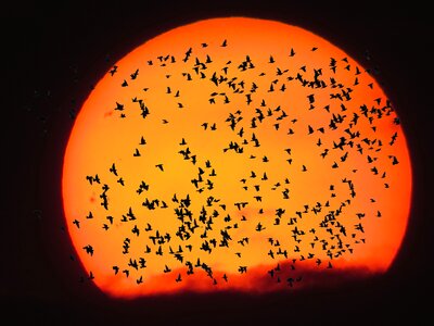 Bird migratory bird bird flight