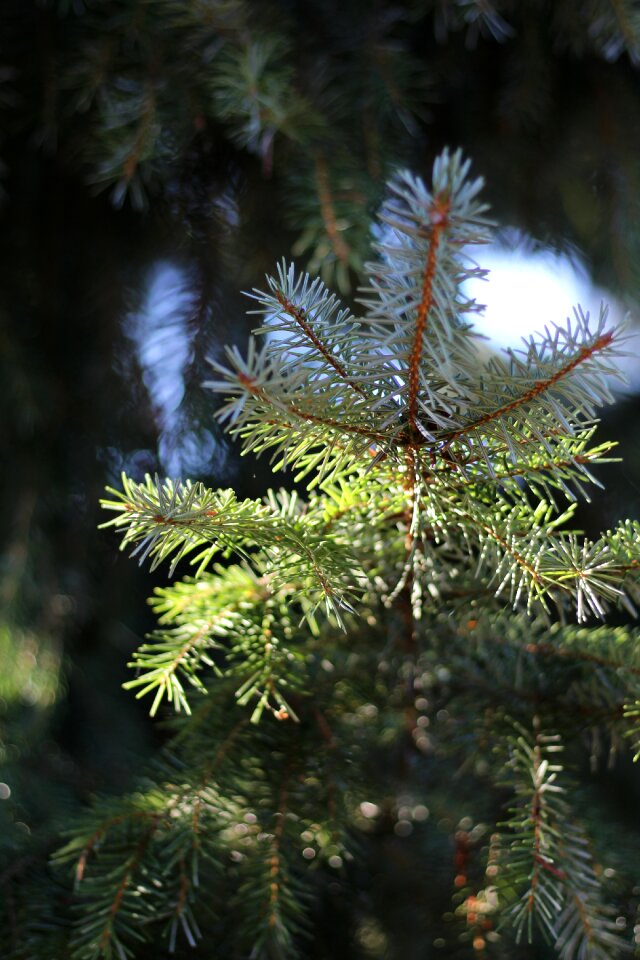 Needles nature green