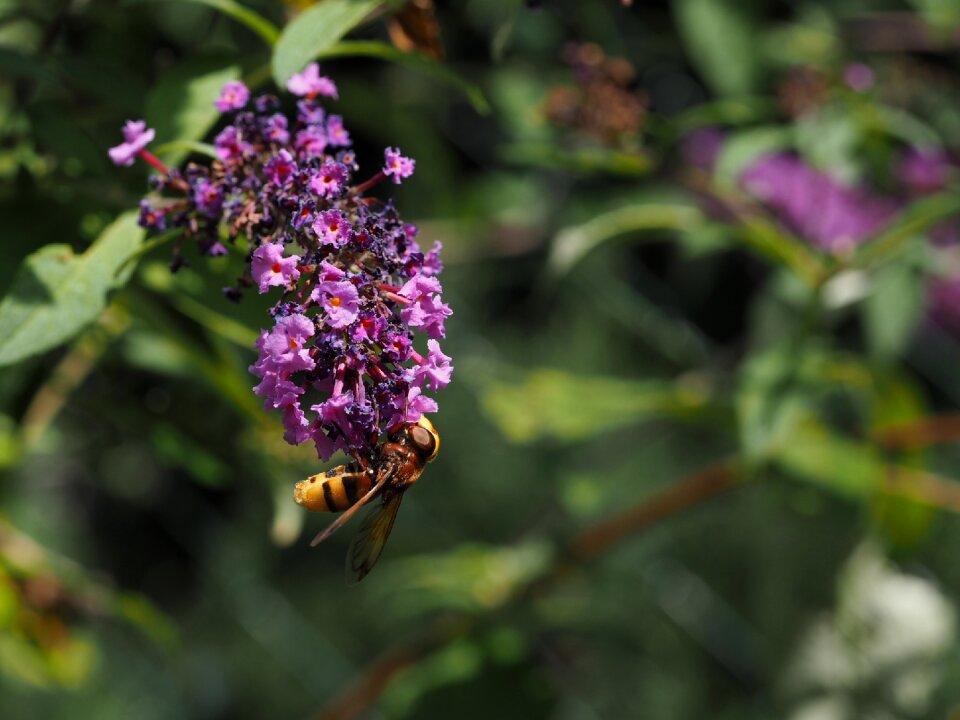 Wasps fly compound nature