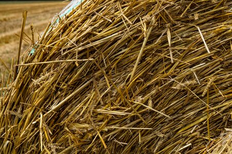 Autumn round bales harvested