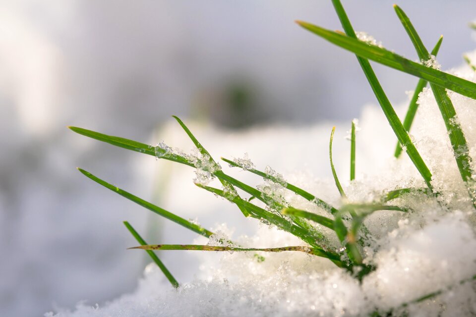 Grass nature winter
