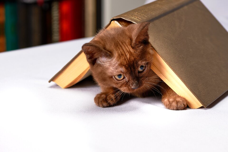 Home animals kitten