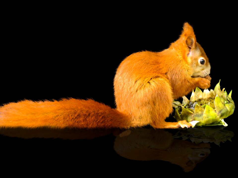 Animal world mammal cute