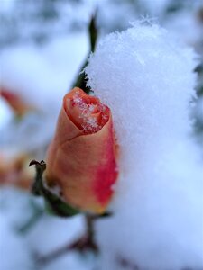 Rose winter snow photo