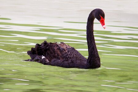 Animal world water horizontal composition
