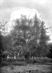 Wachtposten auf Baum - CH-BAR - 3237485