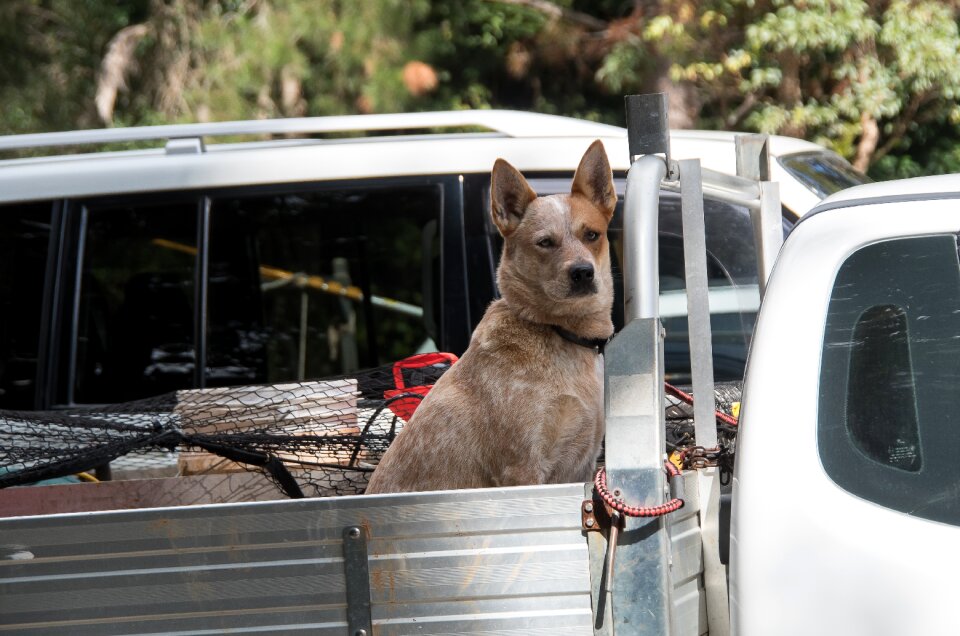 Canine truck utility