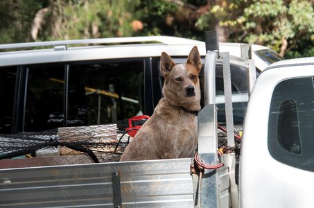 Canine truck utility