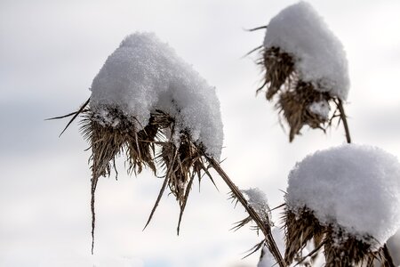 Winterimpression snow cover spur
