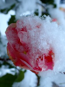 Pink snow winter photo