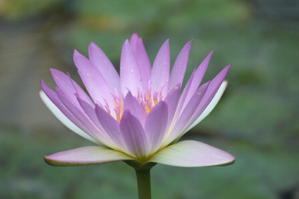 Leaf flowering lotus