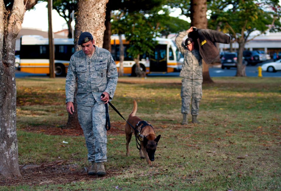 Wahiawa Public Library hosts military working dog demonstration 150618-N-WC566-093