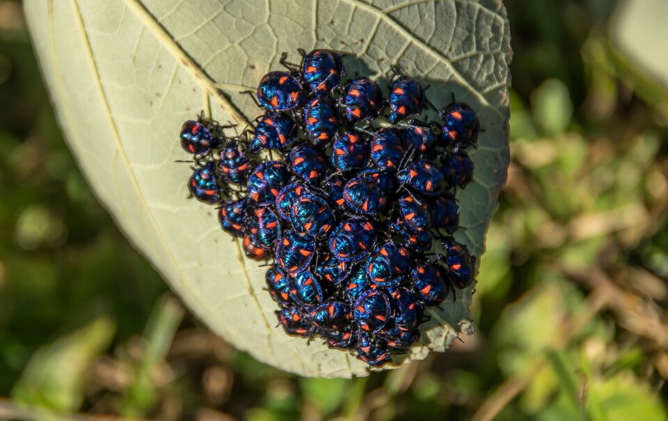 Insects cotton harlequin bug young