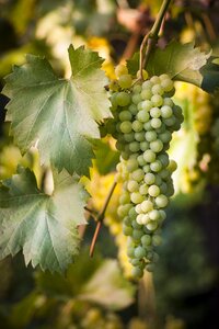 Green grapevine nature