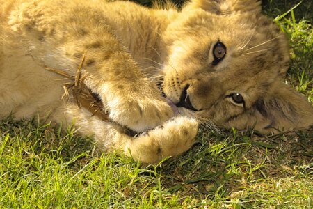 Nature animal world animals