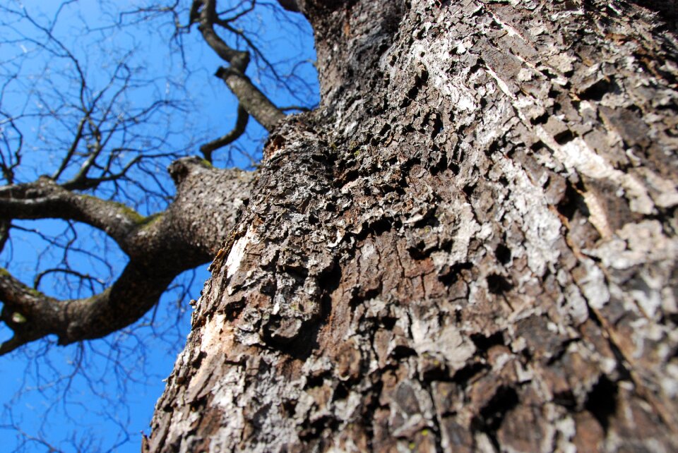 Tribe structure nature