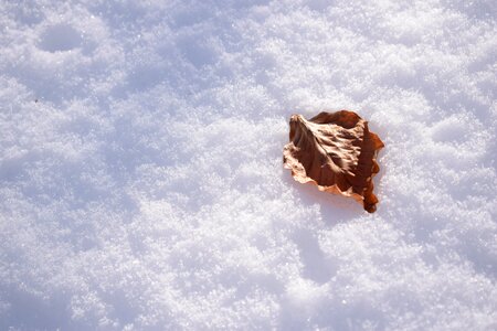 Snow winter eiskristalle