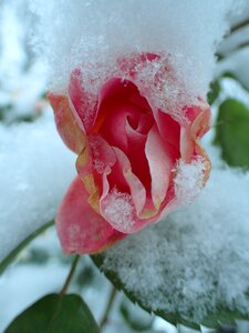 Pink frozen snow photo