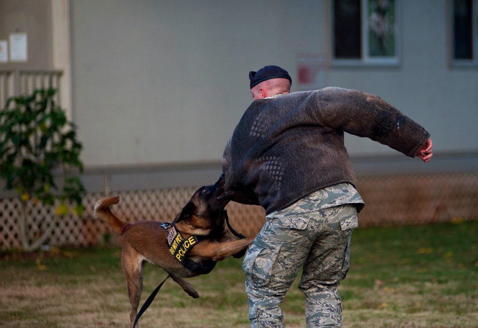 Wahiawa Public Library hosts military working dog demonstration 150618-N-WC566-119