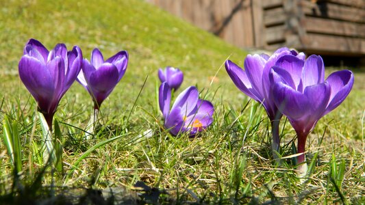Flower plant spring