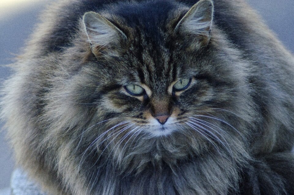 Portrait cute furry