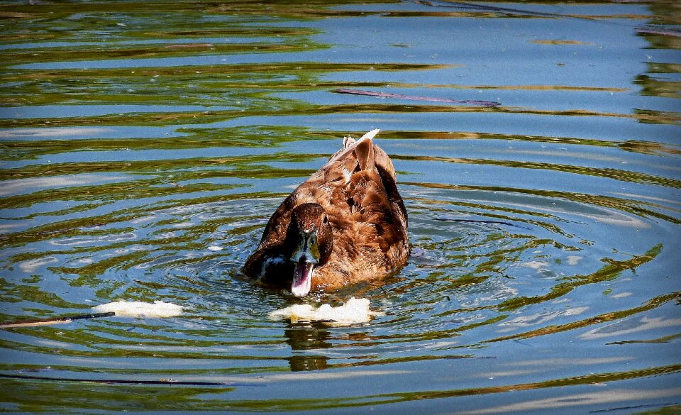 Animals nature water