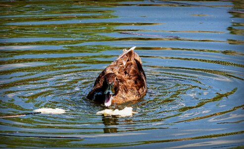 Animals nature water
