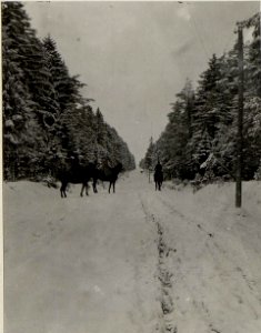Wald auf dem Schlachtfelde bei Wolbrom. (BildID 15539026)