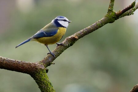 Animal kingdom outdoor blue tit photo