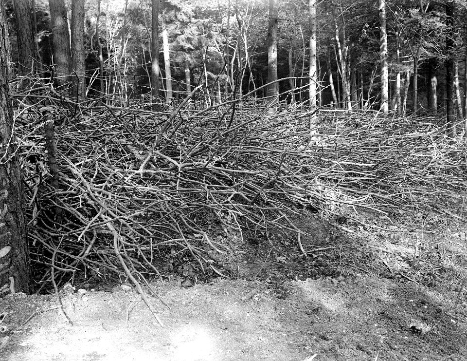Waldverhaue mit Stacheldrahthindernissen - CH-BAR - 3236586
