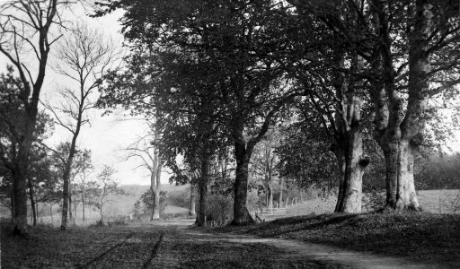 Waldweg bei Marutendorf (Kiel 50.724)