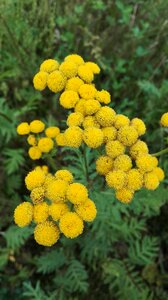Tansy flowers nature