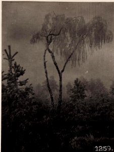 Waldpartie Stara Dubrowa, 12.reit.Sch.Div. (3-II.1918.) (BildID 15711932)