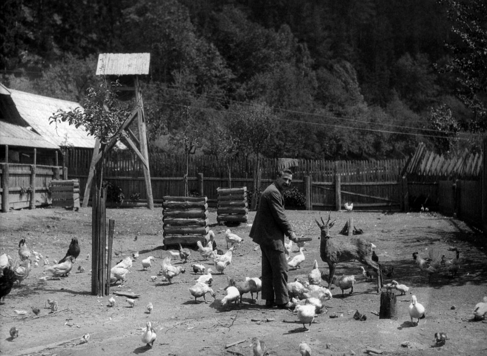 Waldbach - Hühner- und Entenhof - Fütterung mit Rehbock - 1914