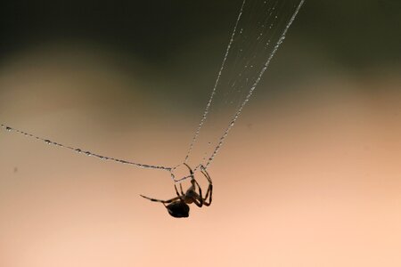 Insect spiderweb cobweb photo