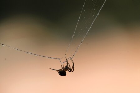 Insect spiderweb cobweb
