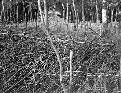 Waldverhaue mit Stacheldrahthindernissen - CH-BAR - 3236585