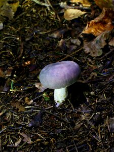 Amethyst russula mushroom autumn