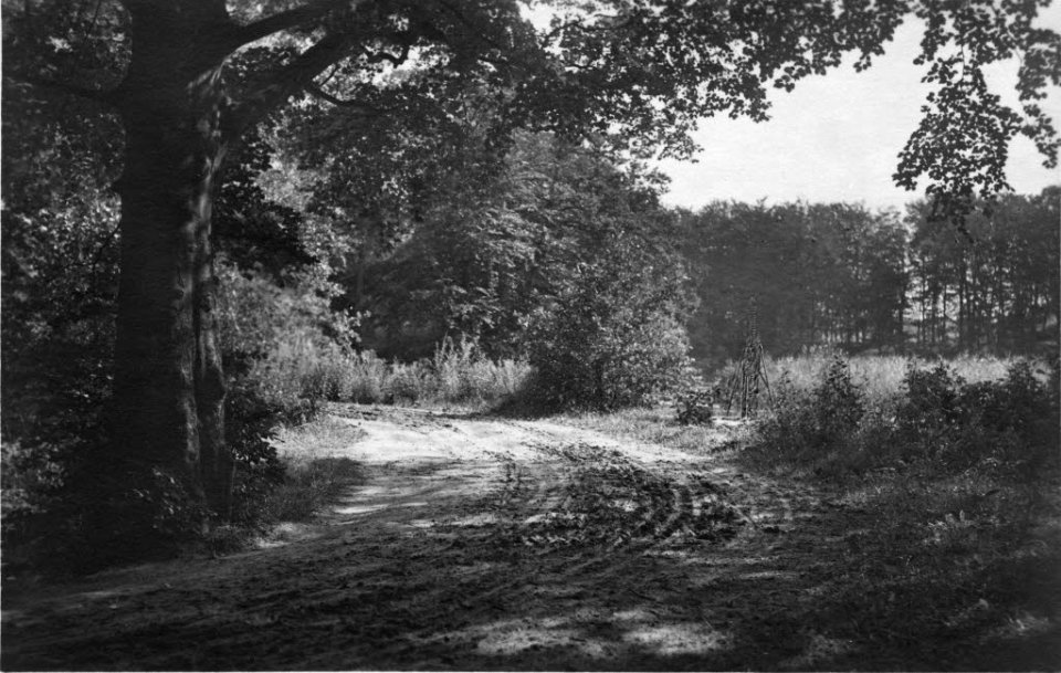 Waldweg am Westensee (Kiel 54.340)