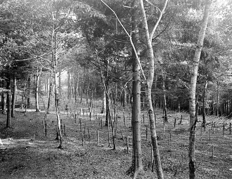 Waldverhaue mit Stacheldrahthindernissen - CH-BAR - 3236588